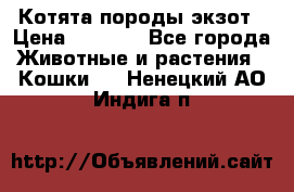 Котята породы экзот › Цена ­ 7 000 - Все города Животные и растения » Кошки   . Ненецкий АО,Индига п.